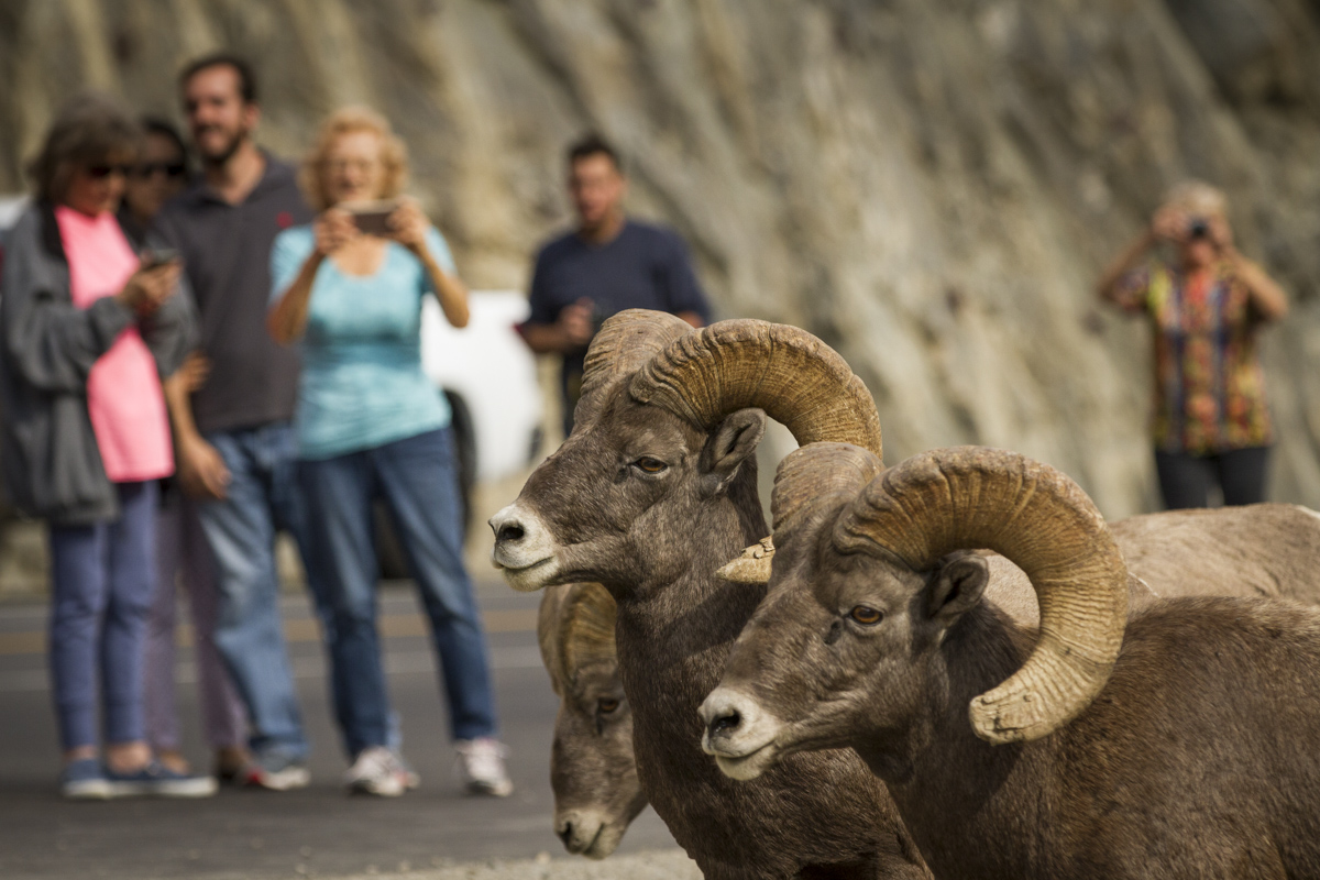 028_wildlife_RMNP.JPG